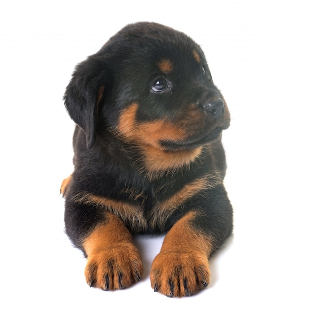 Welpe Rottweiler