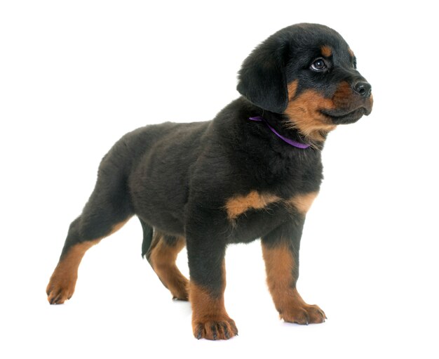 Welpe Rottweiler