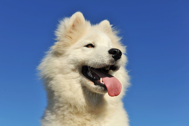 Welpe samoyed Hund