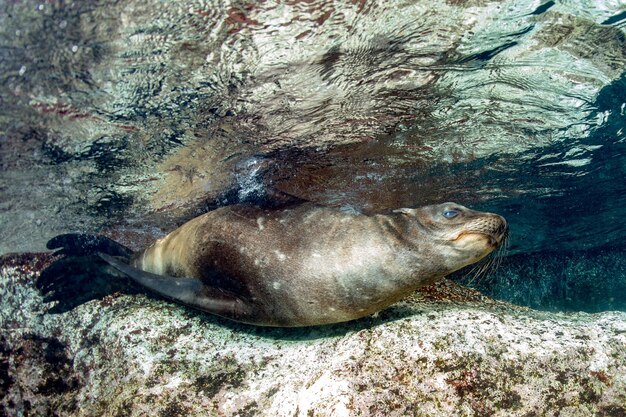 Welpe Seelöwe unter Wasser, der Sie anschaut