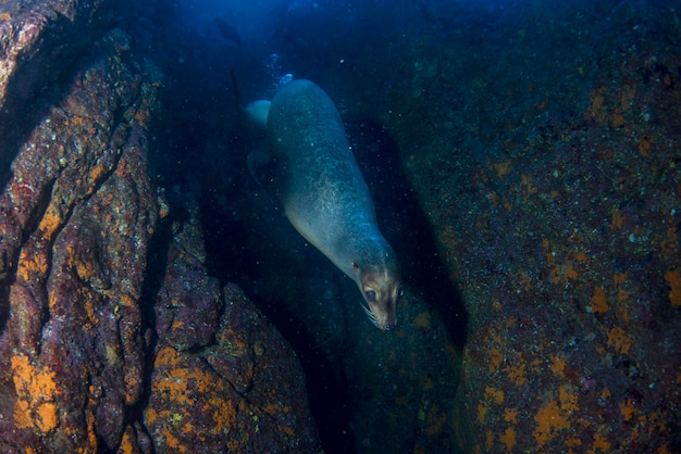 Welpe Seelöwe unter Wasser kommt zu Ihnen