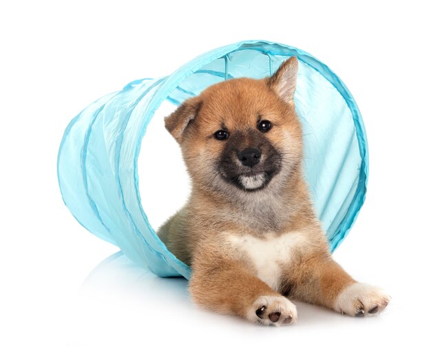 Welpe Shiba Inu