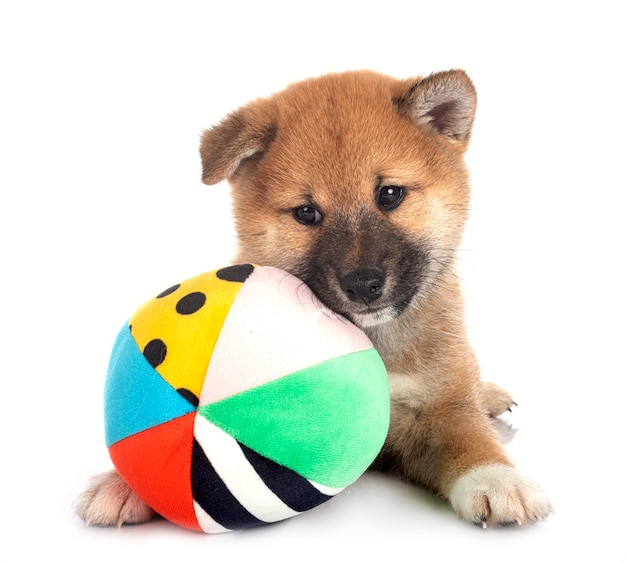 Welpe Shiba Inu