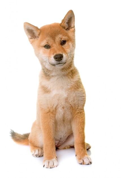 Welpe Shiba Inu