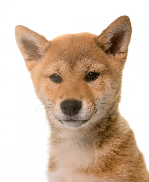 Welpe Shiba Inu