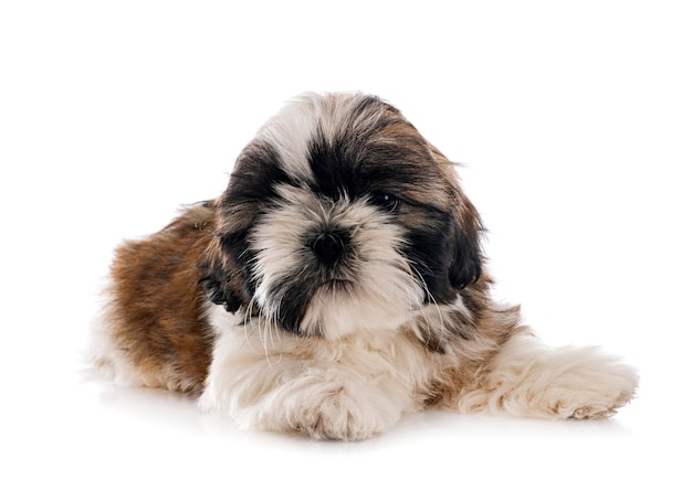 Welpe Shih Tzu im Studio