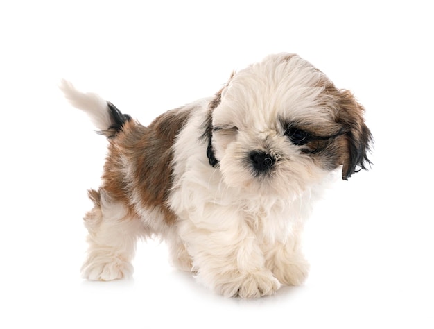 Welpe Shih Tzu im Studio