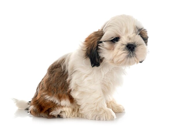 Welpe Shih Tzu im Studio