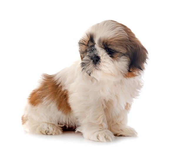 Welpe Shih Tzu im Studio