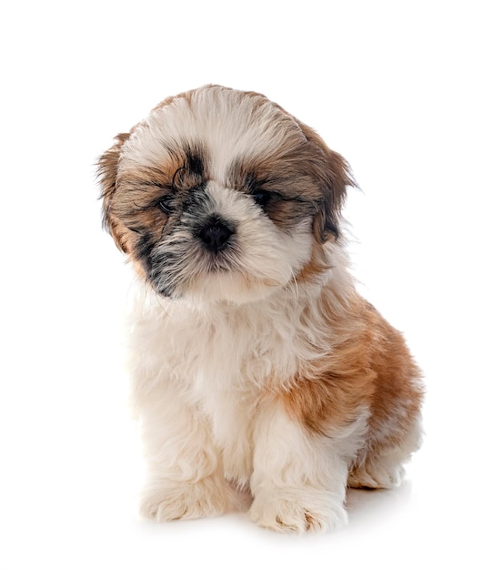 Welpe Shih Tzu im Studio