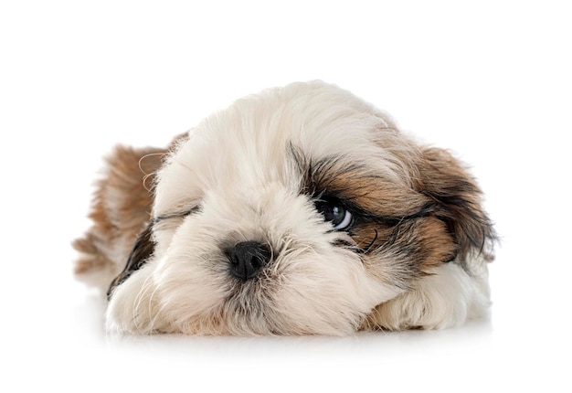 Welpe Shih Tzu im Studio