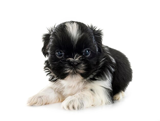 Welpe Shih Tzu im Studio