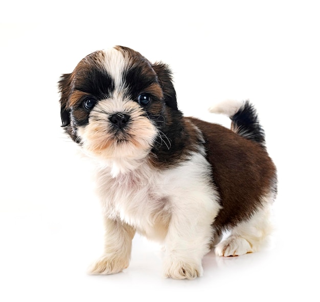 Welpe Shih Tzu im Studio