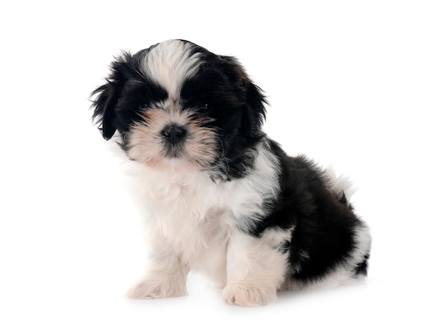 Welpe Shih Tzu im Studio