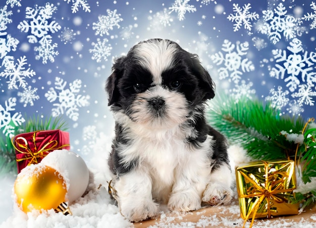 Welpe Shih Tzu vor dem Weihnachts-Hintergrund