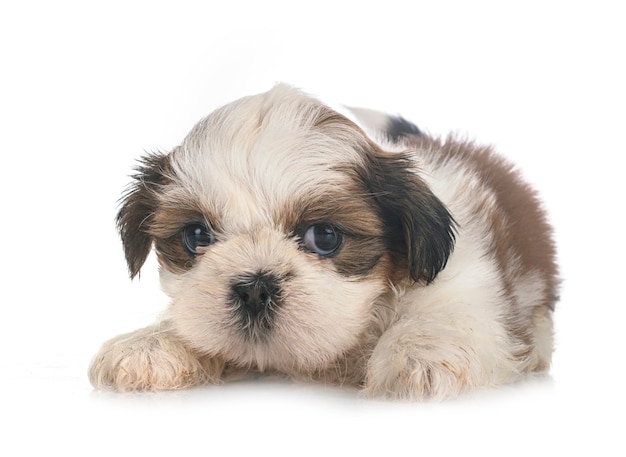 Welpe Shih Tzu vor Weiß