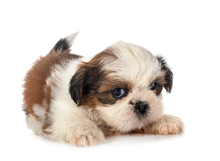 Foto welpe shih tzu vor weiß
