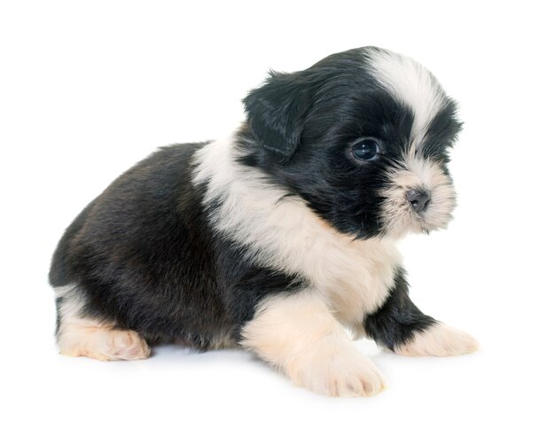 Welpe shih tzu