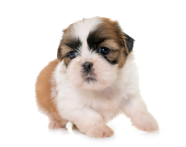 Welpe shih tzu