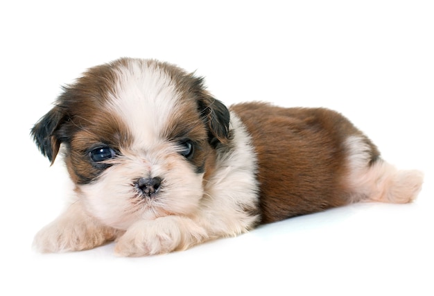 Welpe shih tzu