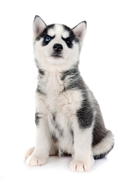 Welpe Siberian Husky