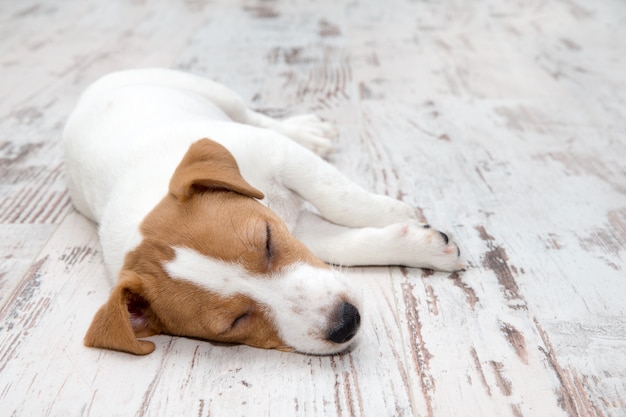 Welpe sitzt auf dem Boden. Jack Russell Terrier. Kleines entzückendes Hündchen mit lustigen Fellflecken.