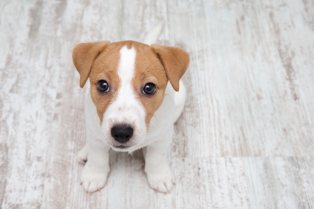 Welpe sitzt auf dem Boden. Jack Russell Terrier