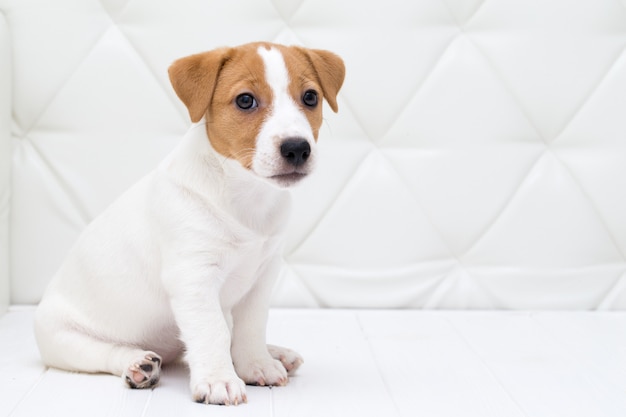 Welpe sitzt auf dem Boden. Jack Russell Terrier