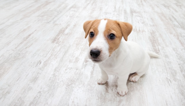 Welpe sitzt auf dem Boden. Jack Russell Terrier