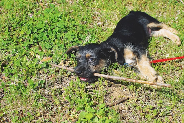 Welpe spielt auf dem Gras