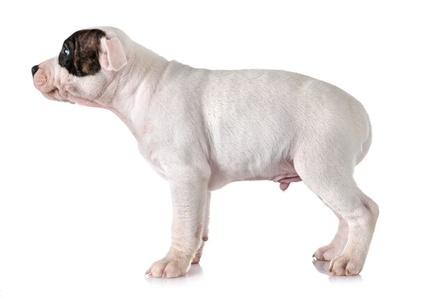 Welpe Staffordshire Bull Terrier