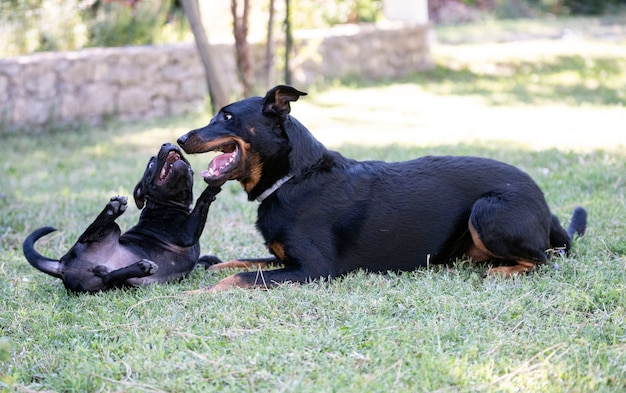 Welpe Staffordshire Bullterrier und Beauceron spielen in einem Garten