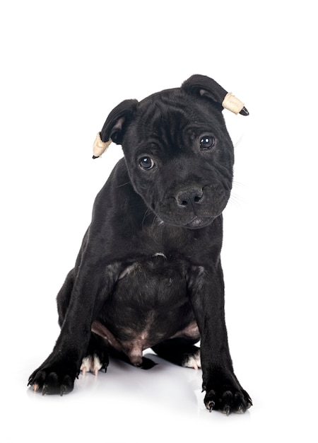 Welpe Staffordshire Bullterrier