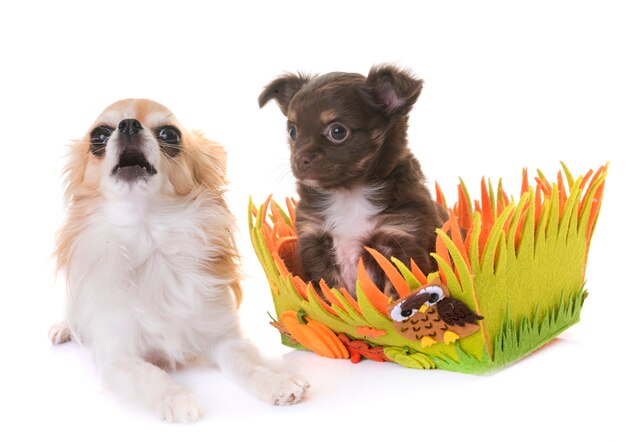 Welpe und erwachsene Chihuahua