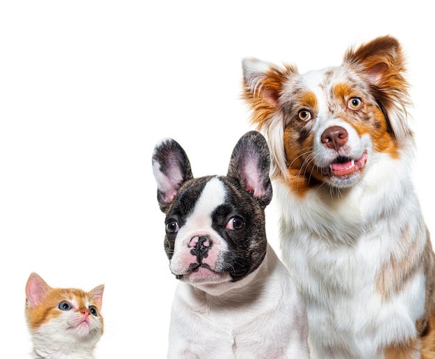 Foto welpe und kätzchen schauen zusammen auf die kamera. hund und katze sind auf weiß isoliert.