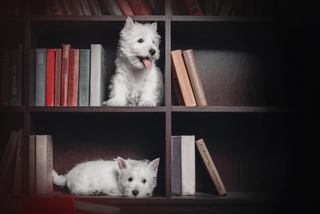 Welpe West Highland White Terrier Hund mit Büchern im Bücherregal Universitätsabschluss co