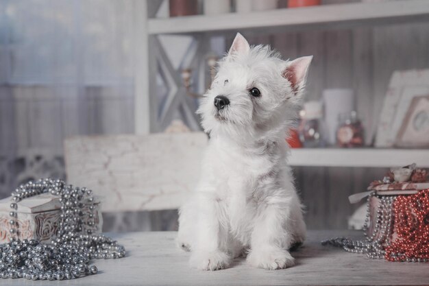 Foto welpe west highland white terrier hund