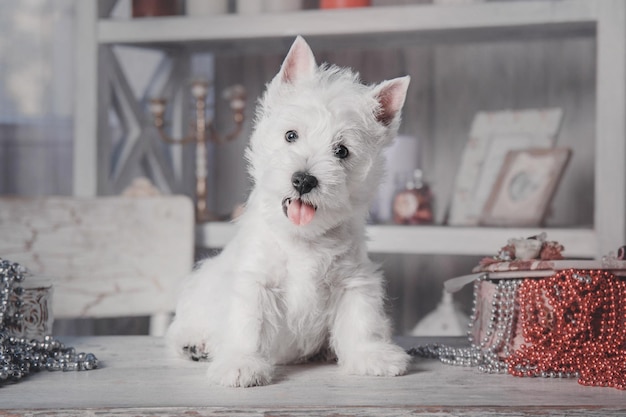 Welpe West Highland White Terrier Hund