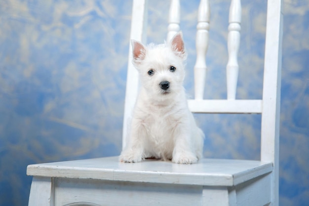 Welpe West Highland White Terrier Hund