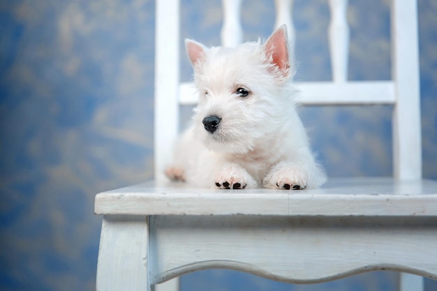 Welpe West Highland White Terrier Hund