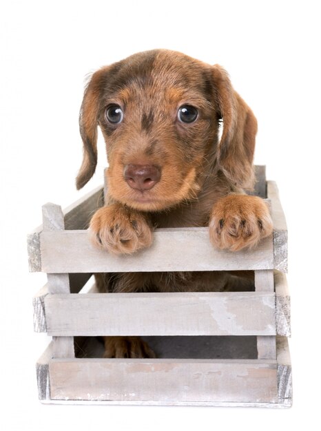 Welpe Wire-haired Dachshund