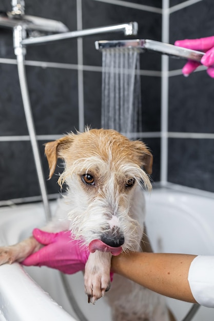 Welpe Wirehaired Jack Russell Terrier duscht Ein Mädchen in rosafarbenen Handschuhen gießt Wasser aus einer Gießkanne auf einen Hund in einem weißen Bad