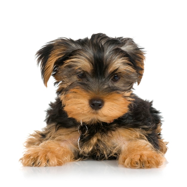 Welpe Yorkshire Terrier (2 Monate)