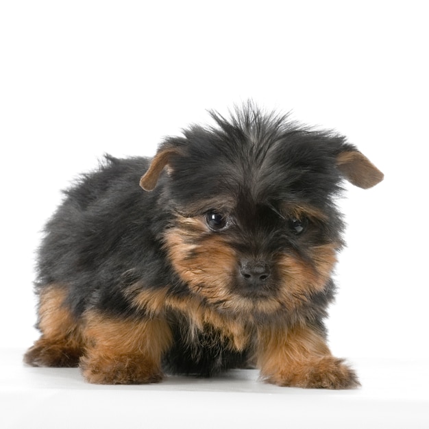 Welpe Yorkshire Terrier