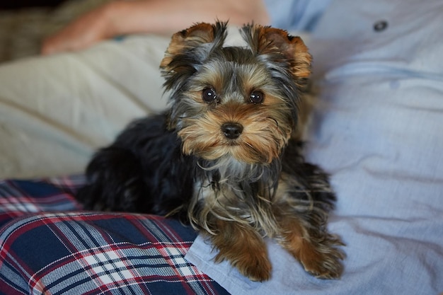 Welpe Yorkshire Terrier