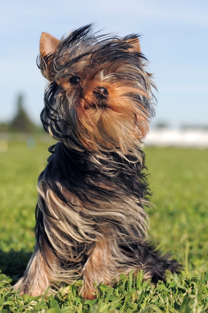 Welpe Yorkshire Terrier