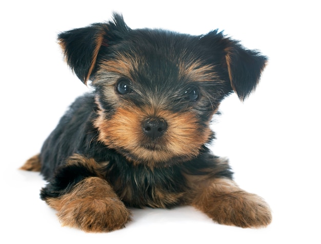 Welpe Yorkshire Terrier