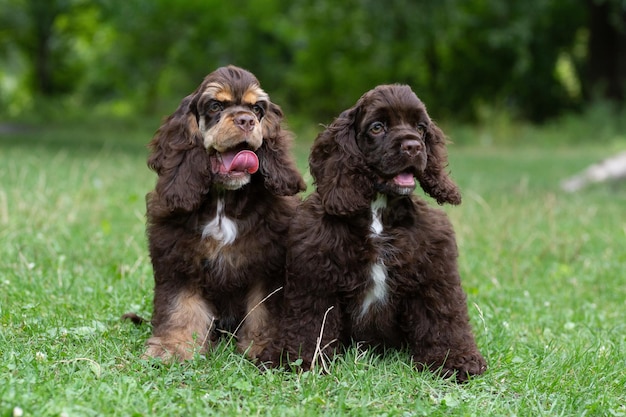 Welpen American Cocker Spaniel braune Farbe auf dem Rasen sitzen.