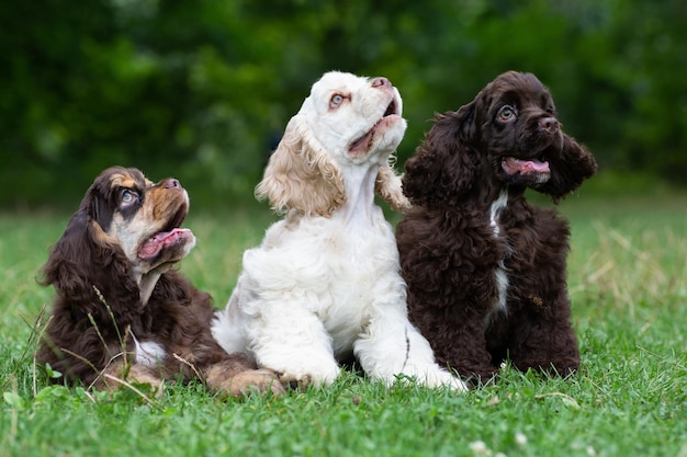 Welpen American Cocker Spaniel mit süßen Schnauzen auf dem Rasen.