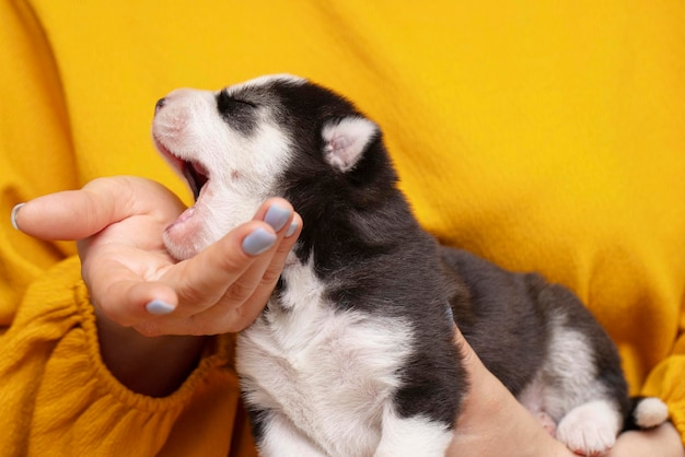 Welpen auf weiblichen Händen Weibliche Hände halten einen neugeborenen Husky-Hündchen